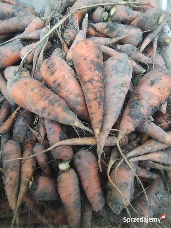 Marchew pastewna Rośliny pastewne Siennica Różana sprzedam