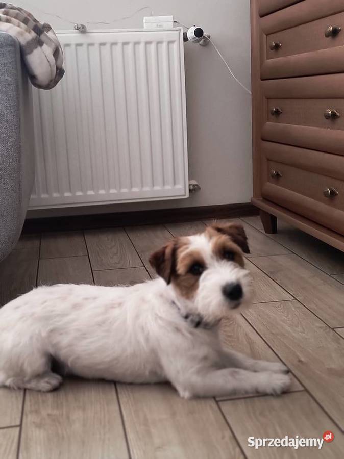 Reproduktor Jack Russell terrier Jack Russell Terrier Częstochowa