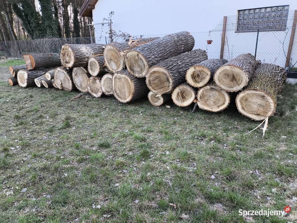 Topola tartaczna Produkcja wielkopolskie Kościan