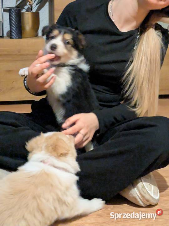 Border Collie Wołów