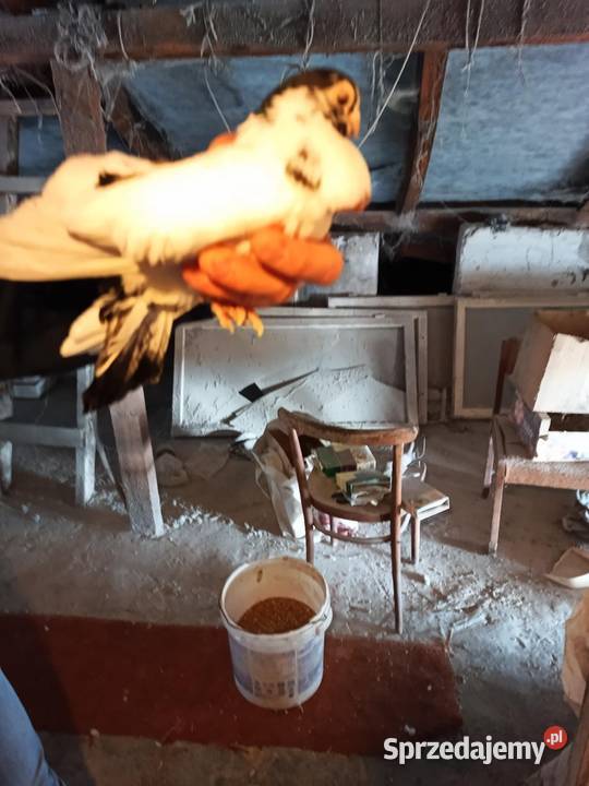 Gołębie zamojskie górnolotne Ptaki Płoskie