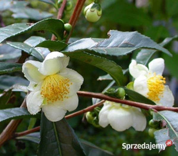 HERBATA CHIŃSKA Thea sinensis NASIONA 100g Lubanie