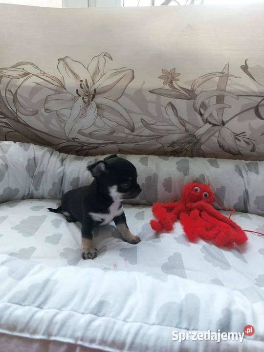 Szczeniaki piesek suczka chihuahua Płońsk