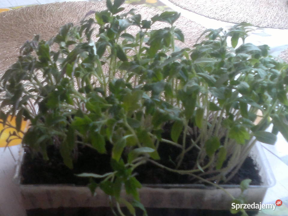 Pomidor do pikowania Pozostałe Jedlnia