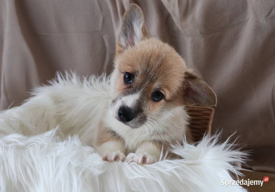 Welsh corgi pembroke szczenię Pozostałe Krzelów sprzedam