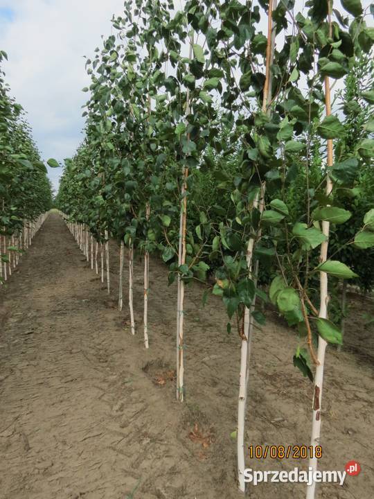 Nasadzenia zastępcze kompensacyjne brzoza klon Katowice