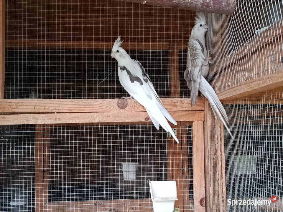 Papugi nimfy para młode do ręcznego karmienia Jasło sprzedam