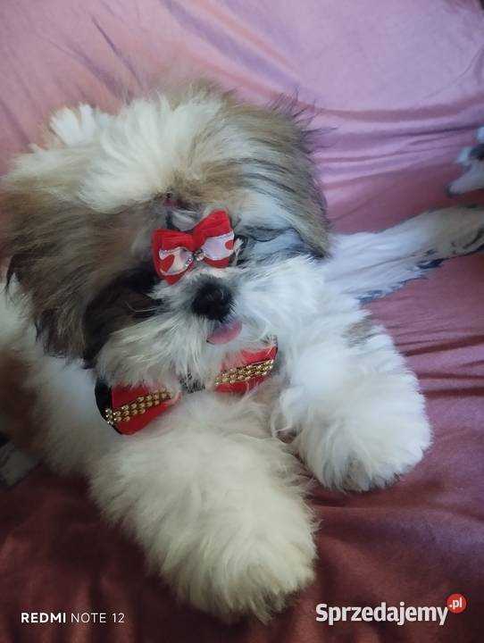 Suczka Shih Tzu Gdańsk sprzedam