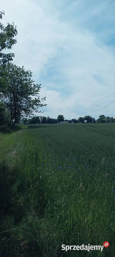 Gospodarstwo rolne działka 2ha Kowalin