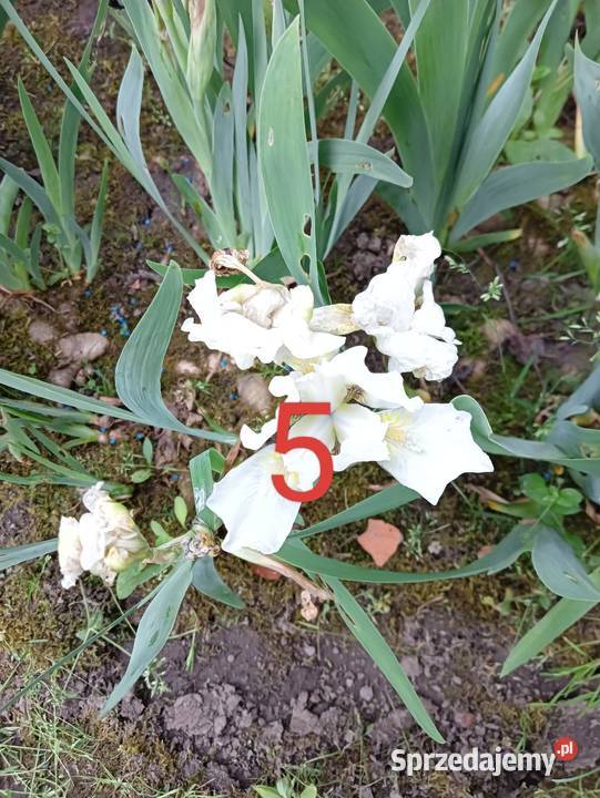 Irysy miniaturki ponad 20 kolorów