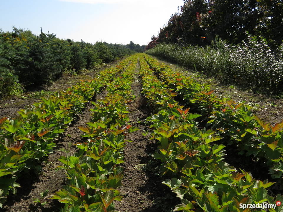 Kalina koralowa miododajna kwitnąca Miododajny
