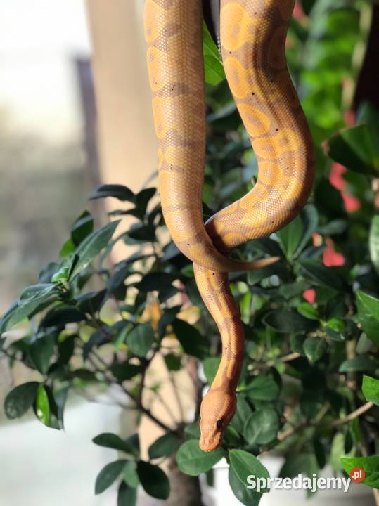 Wąż Królewski Banana