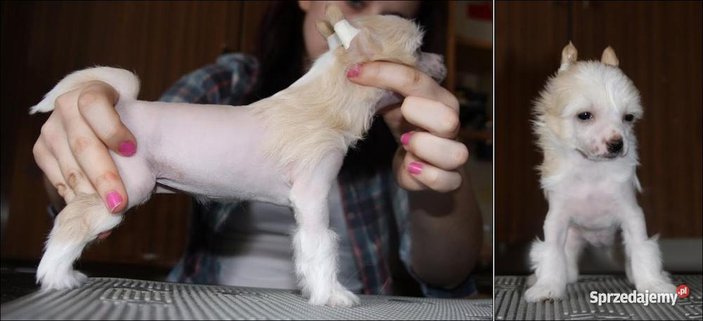 Chiński Grzywacz z rodowodem podkarpackie Mielec