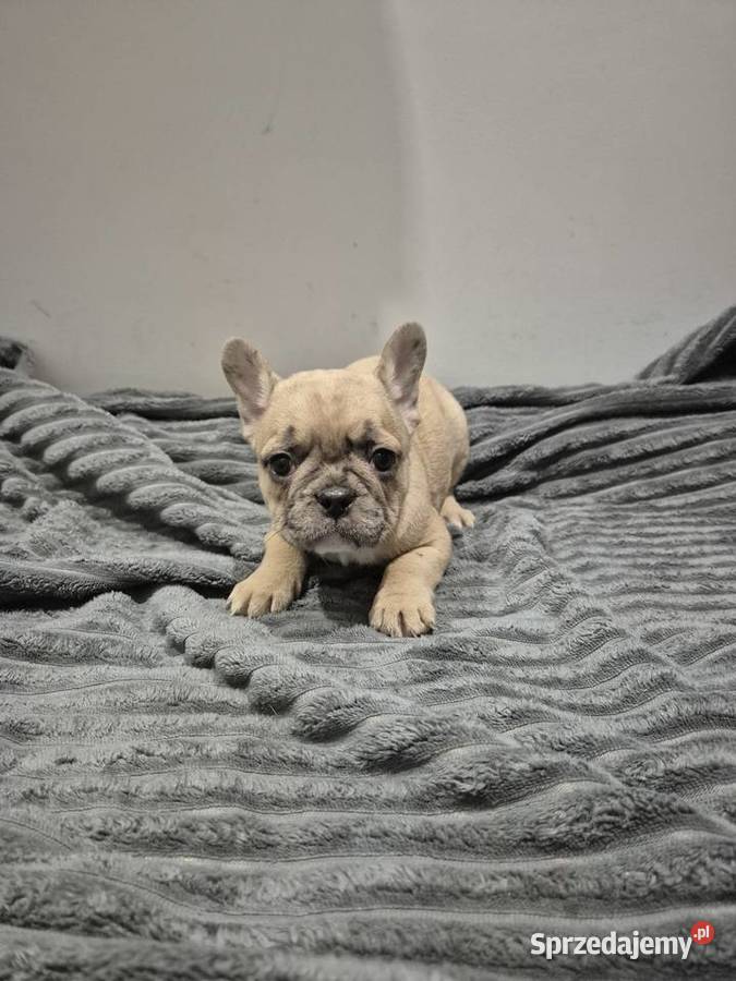 Pieski szukają nowego domu