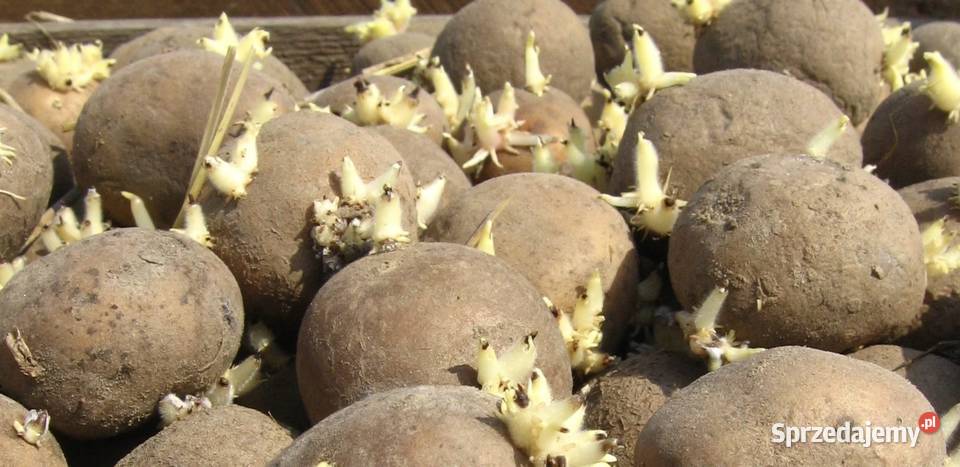Sprzedam ziemniaki sadzeniaki jadalne Orlik Rośliny okopowe Biłgoraj