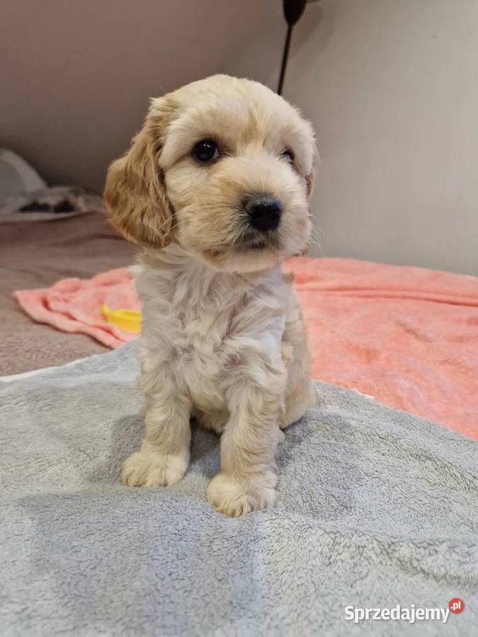 Cockapoo szczeniaki cockapoo Cocker Spaniel Sandomierz