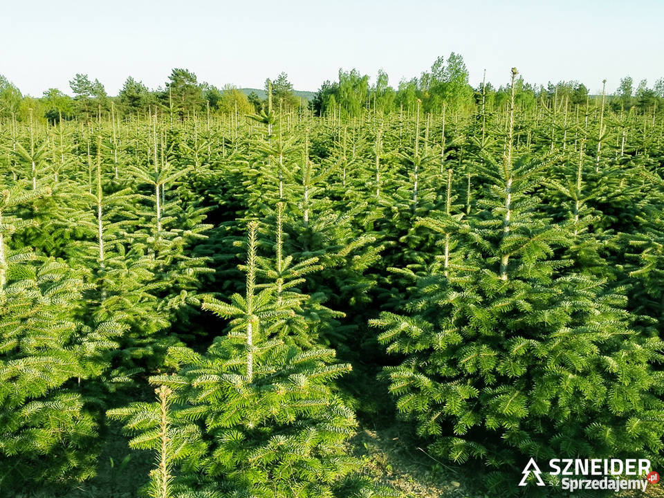 Jodła kaukaska pochodzenia polskiego 80300 Stała wielkopolskie Osieczna