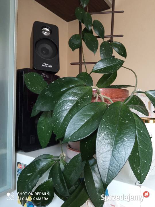 Kwiaty domowe Białystok