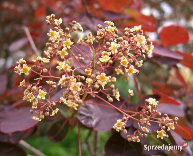 PERUKOWIEC PODOLSKI Royal Purple sadzonki w Dom i Ogród kujawsko-pomorskie Ustronie
