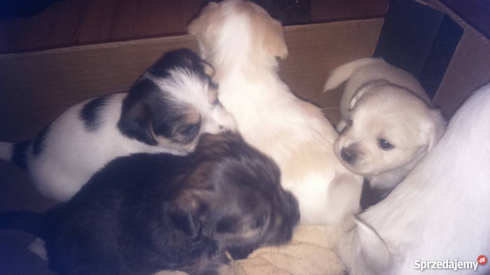 pieski rasy mieszanej maltańczyk z yorkem Garwolin