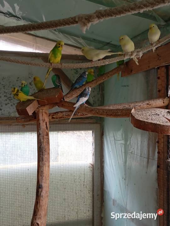 Papugi faliste Kłodzko