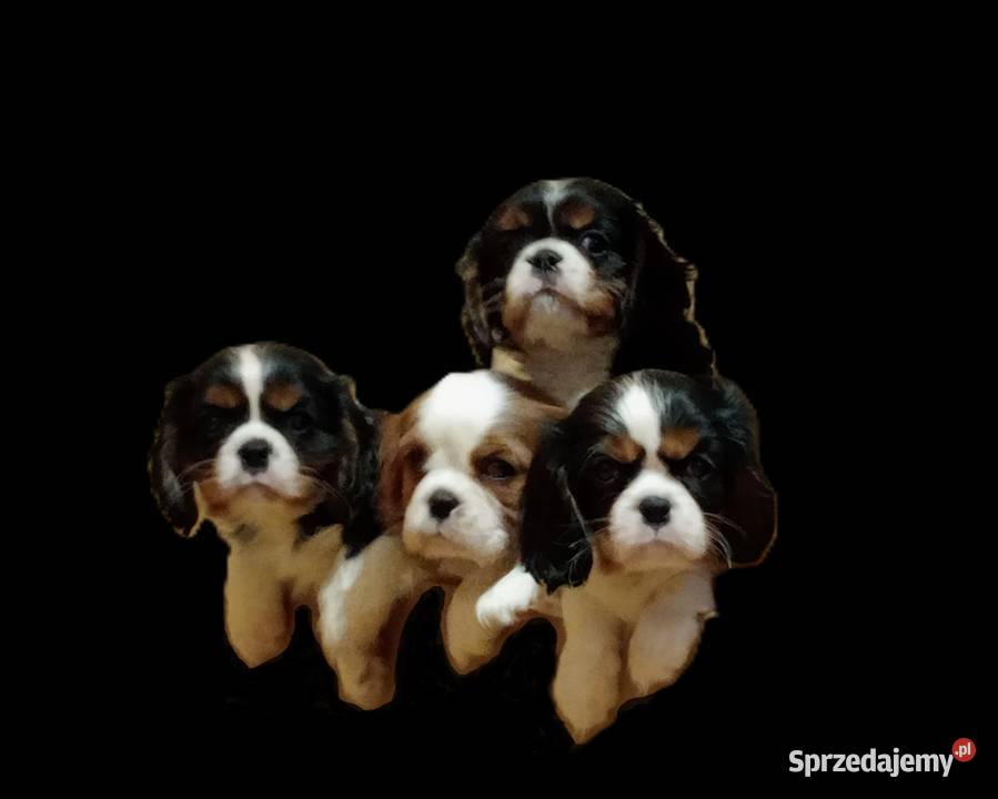Cavalier King Charles Spaniel blenheim black and śląskie Częstochowa