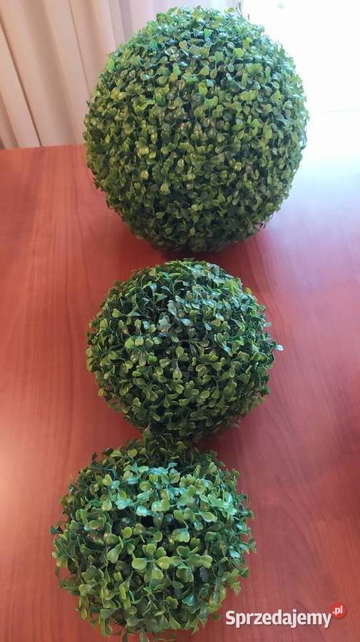 Kule bukszpanowe Lublin