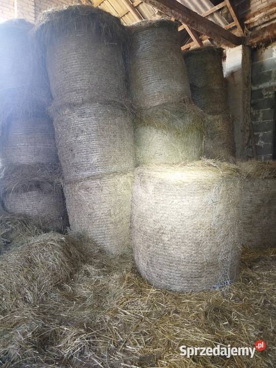Sprzedam siano w belach Kaplonosy