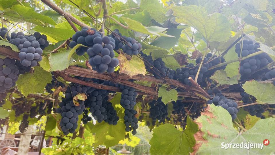 Winogrona ekologiczne Owoce Piaseczno