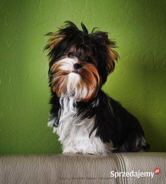 na sprzedaż dwaj śliczni chłopcy york biewer Gniezno