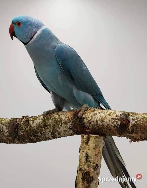 Aleksandretta obrożna łatwo się oswaja i można Poznań