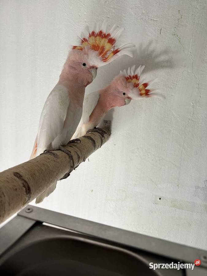 Kakadu Inka 2025r para niespokrewniona Łuków sprzedam