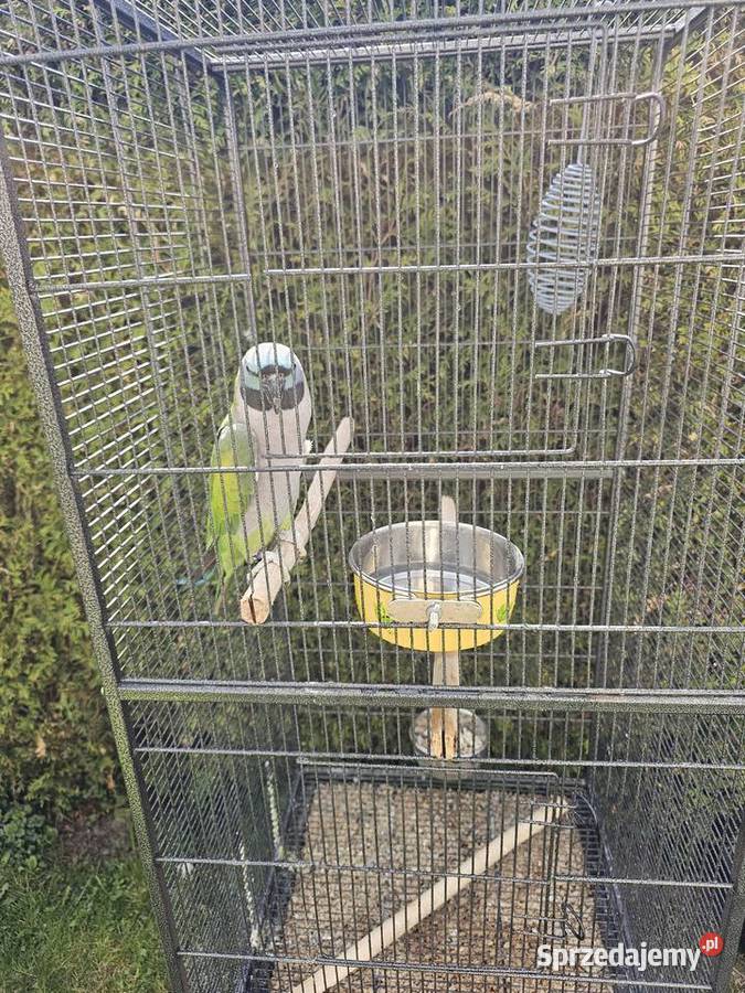 Sprzedam Aleksandreta Chińska Goleszów