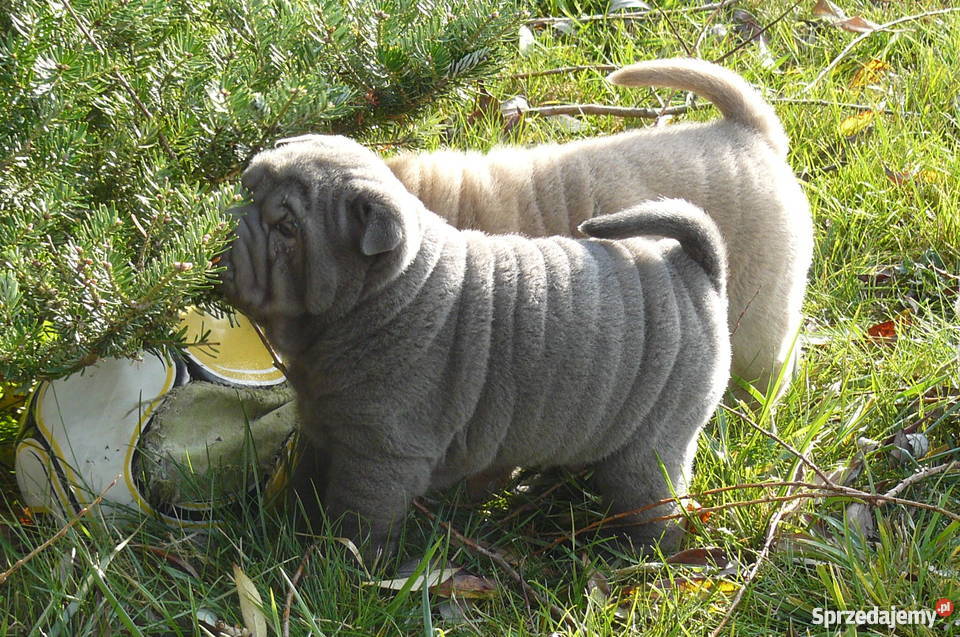 SHAR PEI SZCZENIĘTA FCI NA SPRZEDAŻ sprzedam