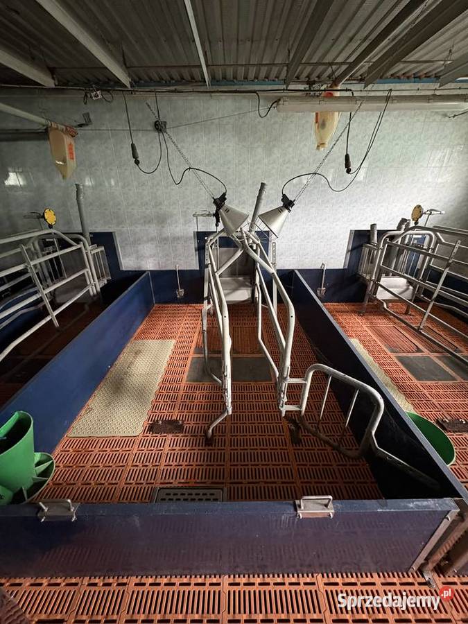 Kojec sektor porodowy trzoda chlewna wyposażenie porodówki