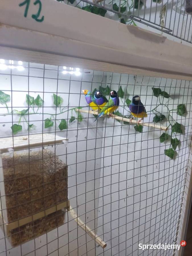 Amadyny Wspaniałe Grudziądz