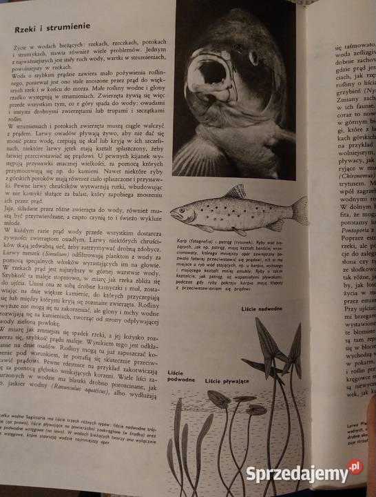 Larousse Ziemia Rośliny Zwierzęta bogato Rok wydania 1990