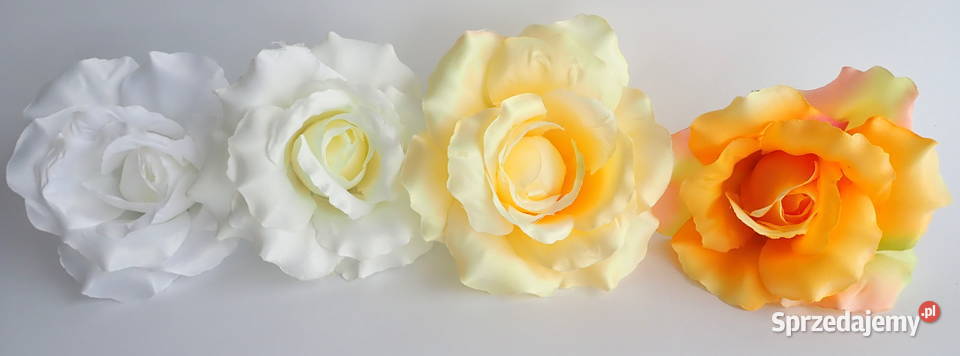 Róże rozwinięte różne kolory 1 śred 13 F004 Siewierz