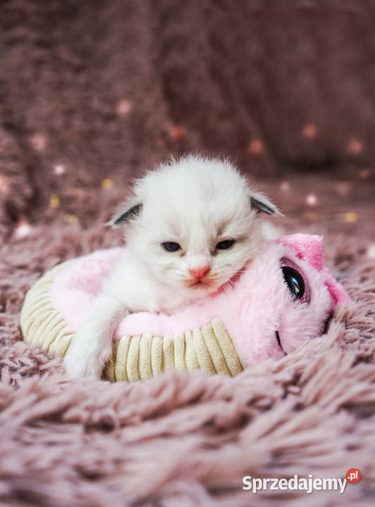 Kot Ragdoll kocięta kotki rasowe Ragdoll Osiek