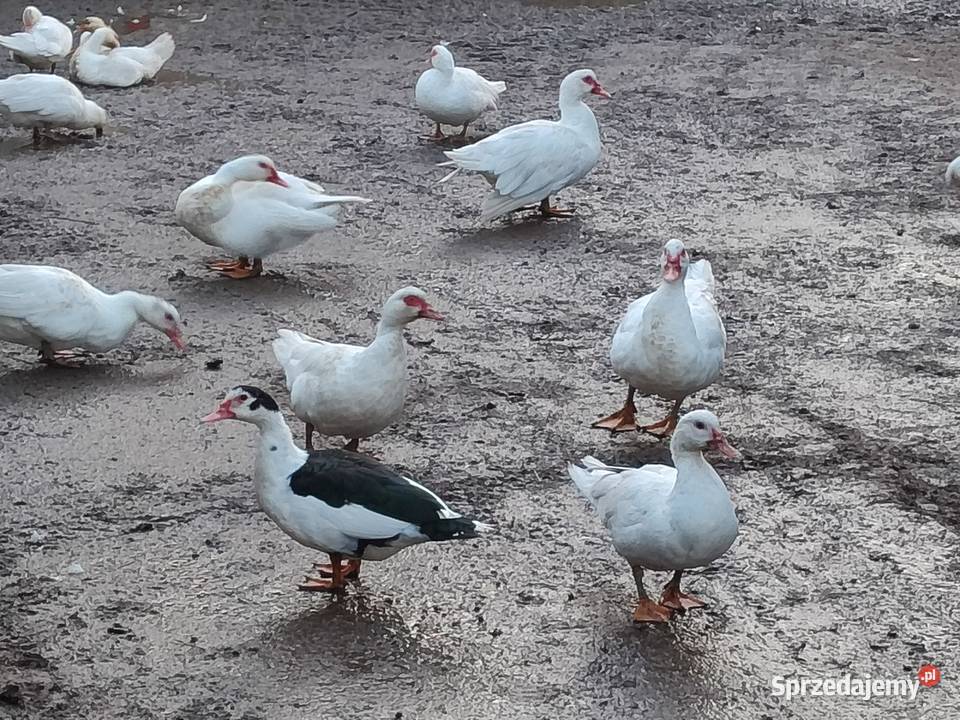 Sprzedam kaczki francuskie Łowkowice