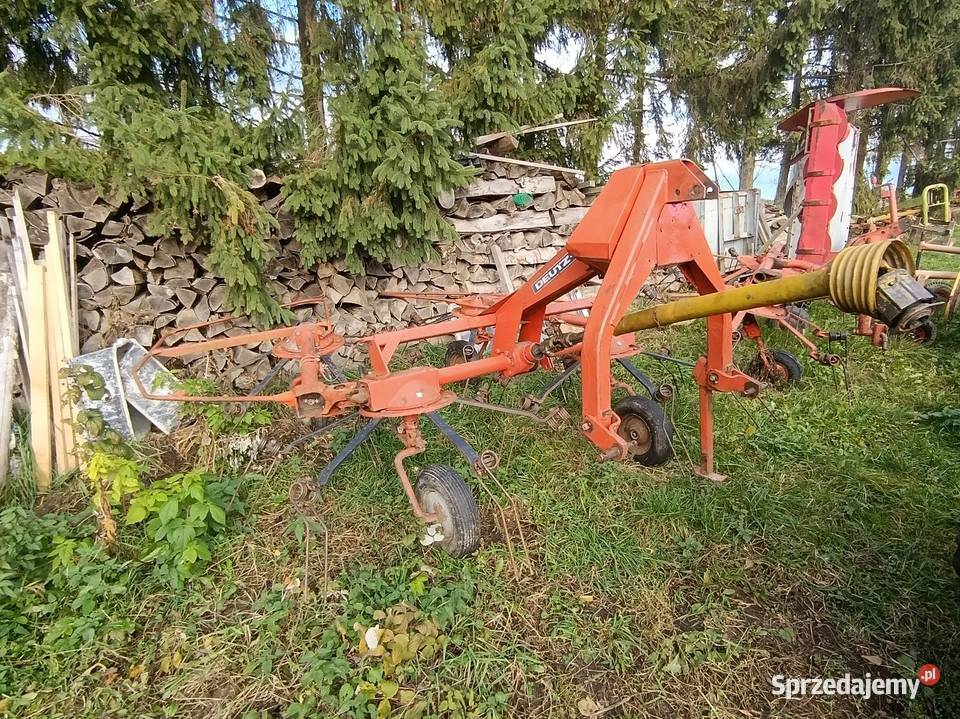 Pająk Grabarka przetrząsarka Jastrzębia