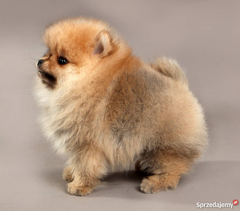 Pomeranianmaleńka suczka Łódź