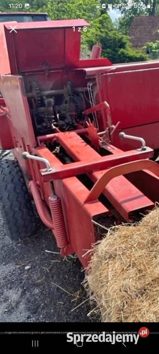 Sprzedam prase simpa z 2241