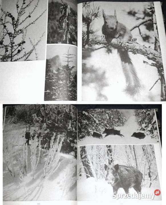 W głąb lasu Las w polskiej literaturze i sztuce lubelskie Chełm