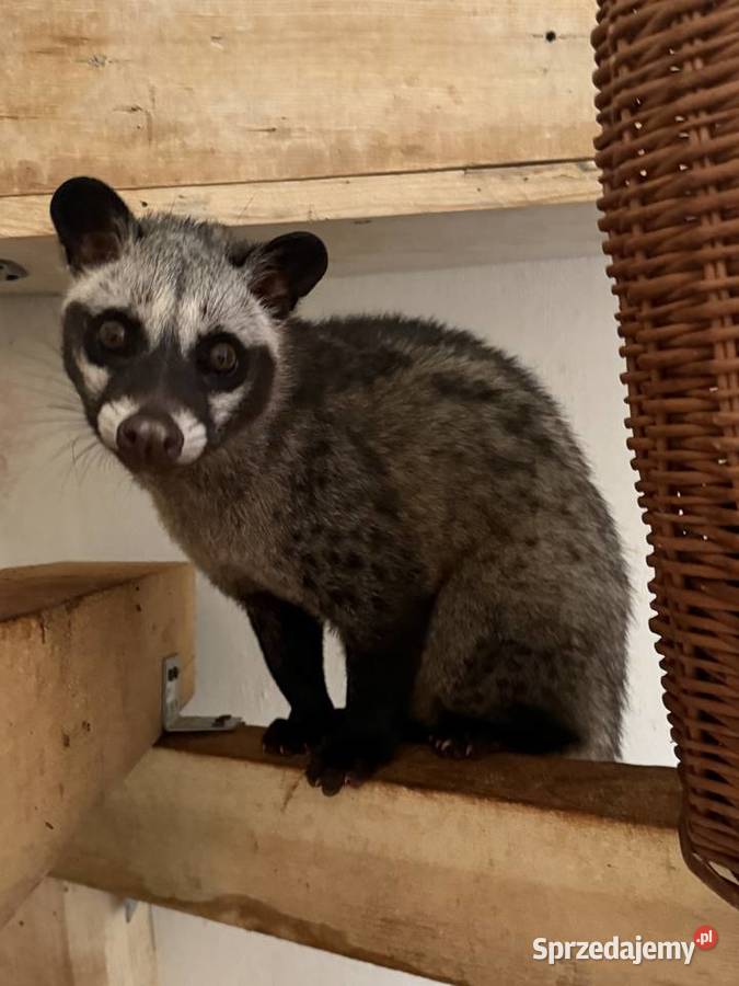 łaskuny palmowe 3 dwie samice i samiec