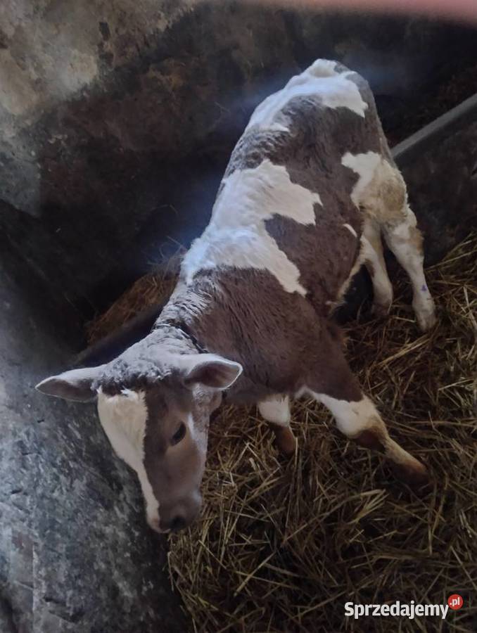 krowa z cielęciem Baranów
