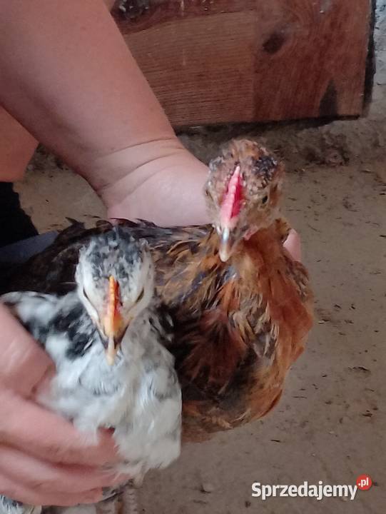 Sprzedam kogutki 7tyg Szopinek