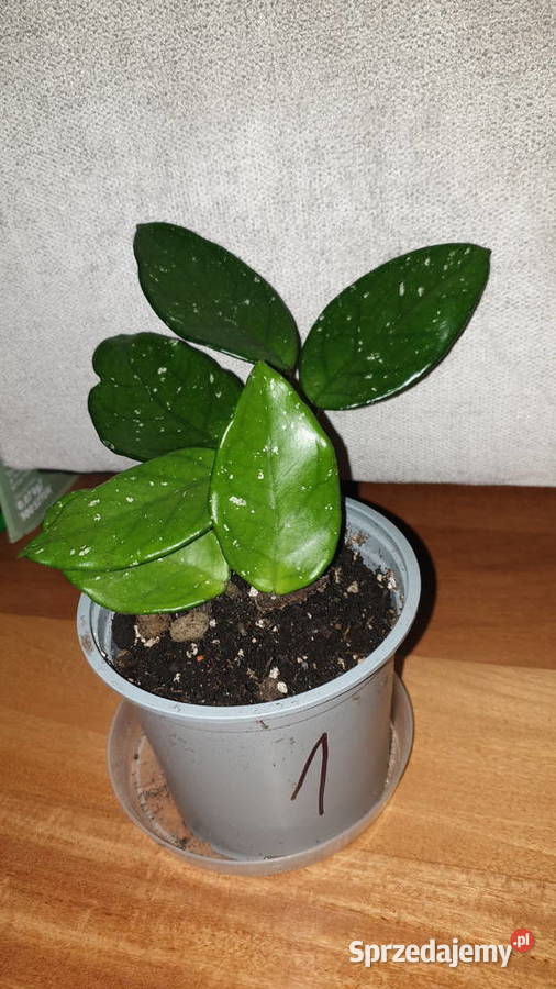 Hoya hoja kwiat rosnący Warszawa