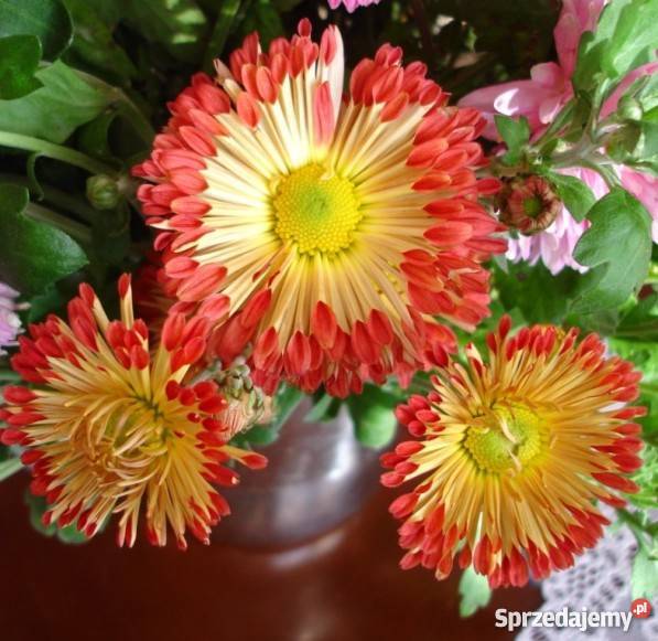 CHRYZANTEMY OGRODOWE ZIMUJĄCE DĄBKI Jelenia Góra