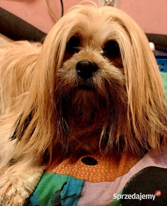 Przepiekne szczenieta lhasa apso kuzyn shih tzu